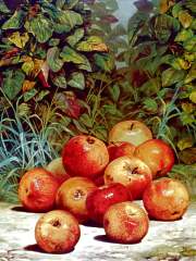 apples