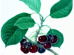 cherries