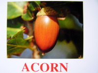 acorn