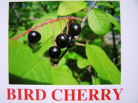 bird_cherry