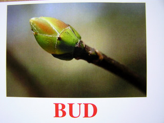 bud