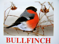 bullfinch