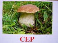 cep