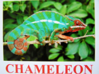 Chameleon