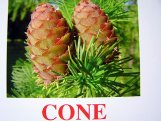 cone