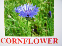 cornflower