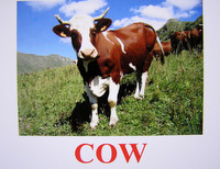 cow