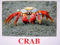 crab