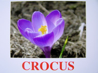 crocus