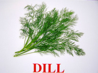 dill