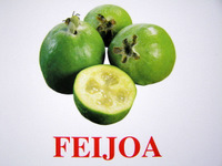 feijoa