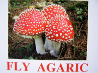 fly_agaric