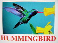 hummingbird