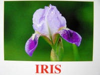 iris