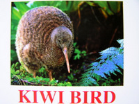 kiwi_bird