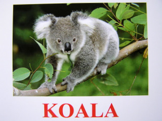 koala