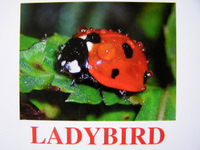 ladybird