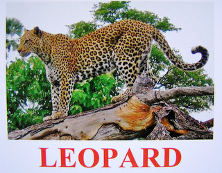 leopard