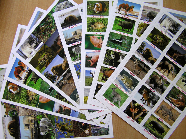 lotto animals