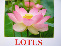 lotus