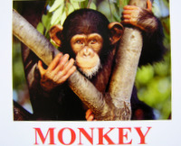 monkey