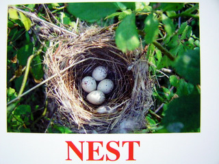 nest