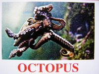 octopus