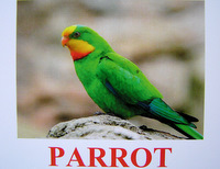 parrot