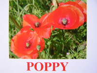 poppy