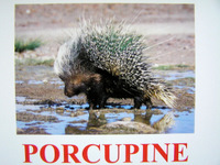 Porcupine