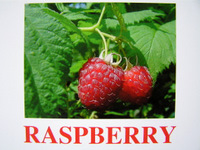 raspberry