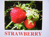 strawberry