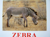 zebra